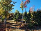 13 - Terrain et terre à vendre, Les Éboulements (Code - eb310, Charlevoix)