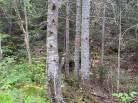 5 - Terrain et terre à vendre, Saint-Siméon (Code - ss070, Charlevoix)