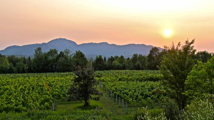 Au Vignoble d'Orford