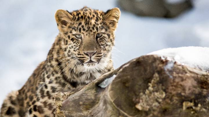Zoo de Granby