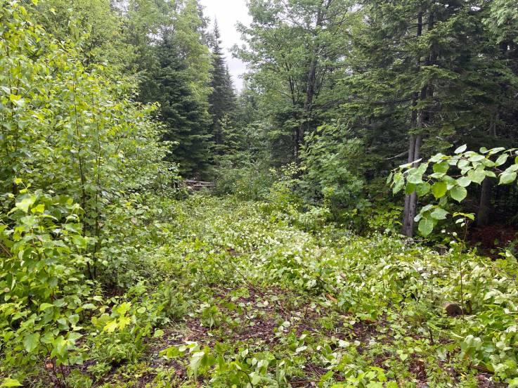 Lot and land for sale - Petite-Rivière-Saint-François, Charlevoix (PR852)