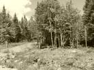 2 - Terrain et terre à vendre, Petite-Rivière-Saint-François (Code - pr858, Charlevoix)
