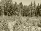 4 - Terrain et terre à vendre, Petite-Rivière-Saint-François (Code - pr858, Charlevoix)