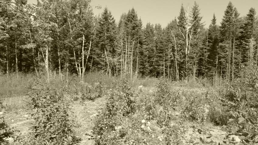 4 - Terrain et terre à vendre, Petite-Rivière-Saint-François (Code - pr858, Charlevoix)
