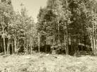 7 - Terrain et terre à vendre, Petite-Rivière-Saint-François (Code - pr858, Charlevoix)