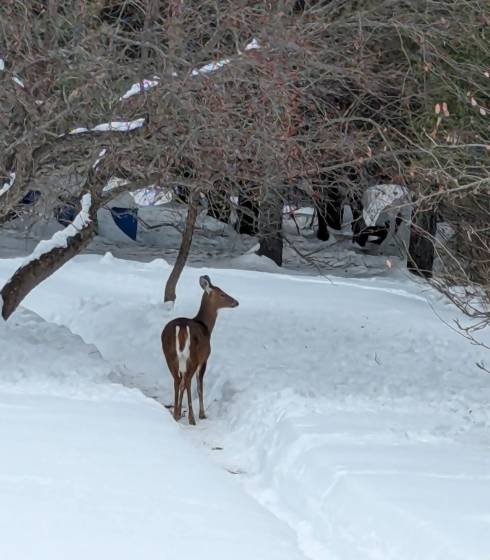 6 - House for sale, Baie-Saint-Paul (Code - sp912, Charlevoix)