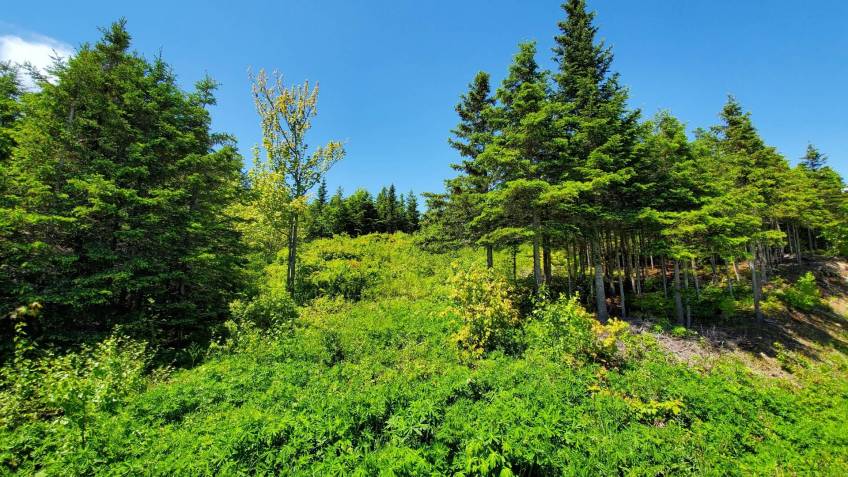 9 - Terrain et terre à vendre, Les Éboulements (Code - eb282, Charlevoix)