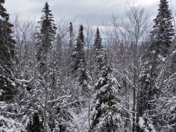 Terrain et terre à vendre - Petite-Rivière-Saint-François, Charlevoix (PR835)