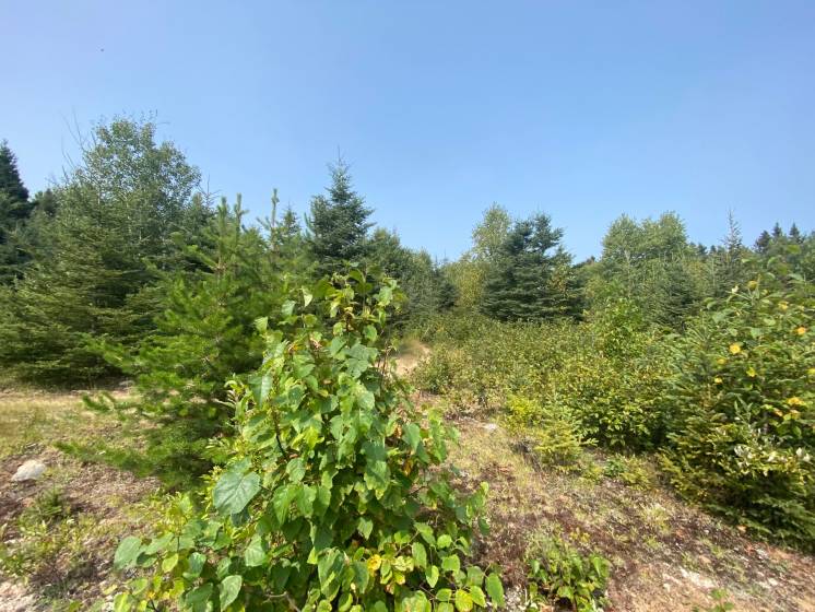 12 - Terrain et terre à vendre, Saint-Siméon (Code - ss070, Charlevoix)